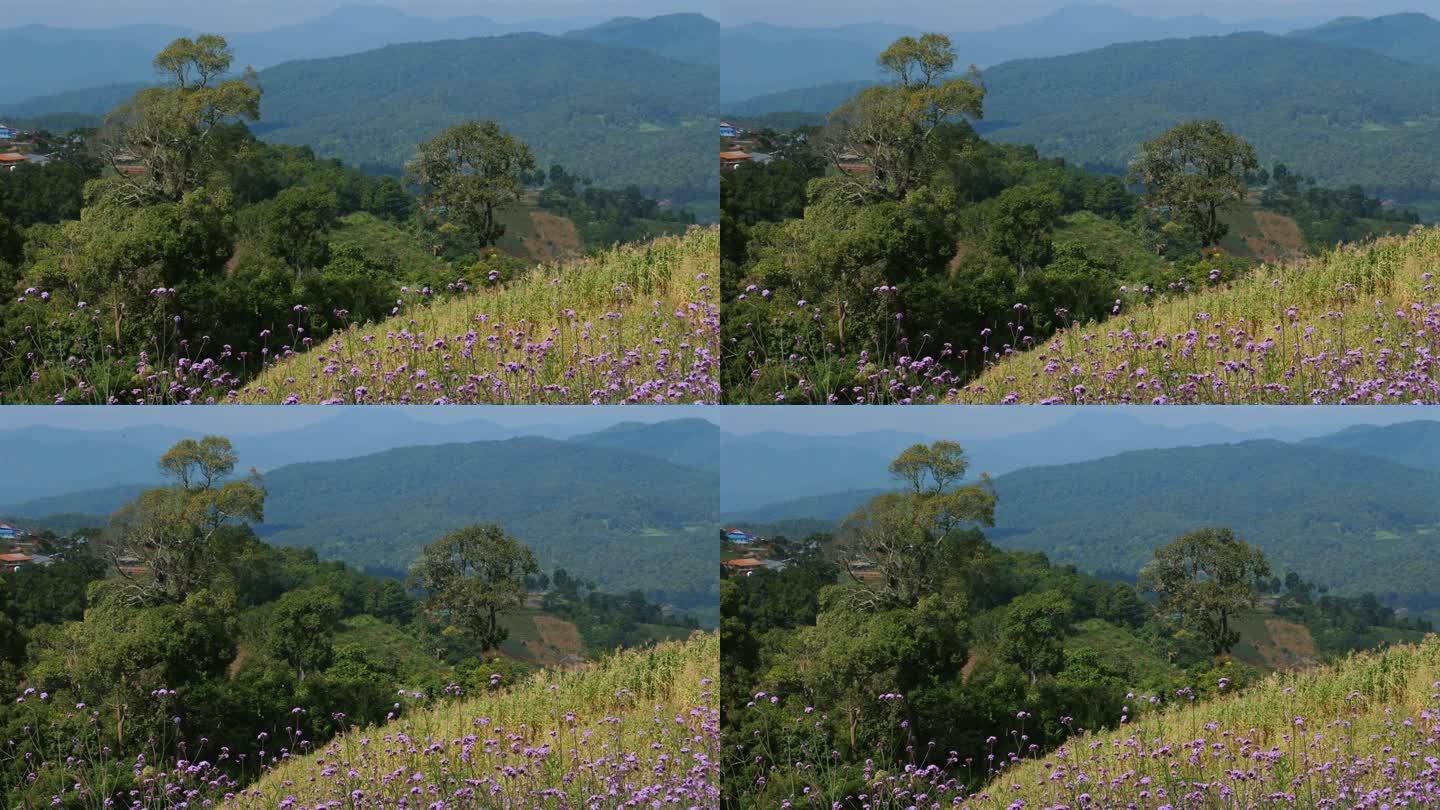 远处群山尽收眼底，野花遍地