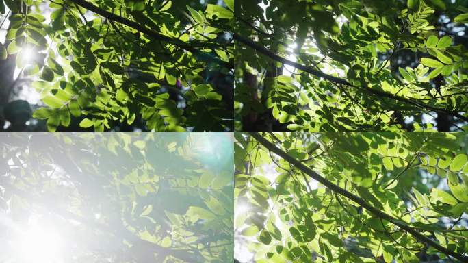 阳光树叶树影森林树影斑驳4K