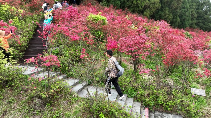 航拍浙江磐安高姥山杜鹃花海