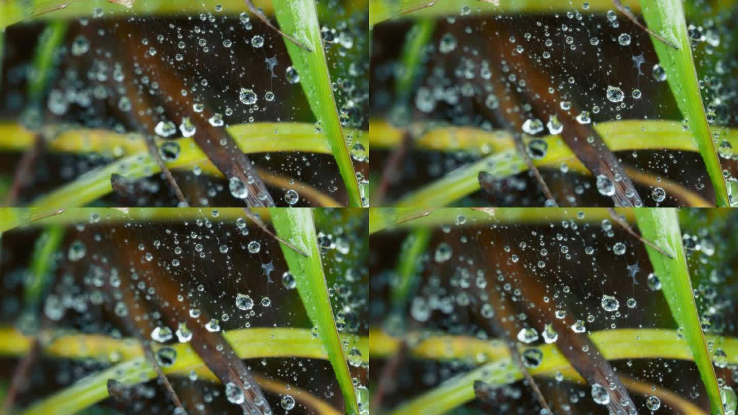 雨后被水滴覆盖的蜘蛛网的微距镜头