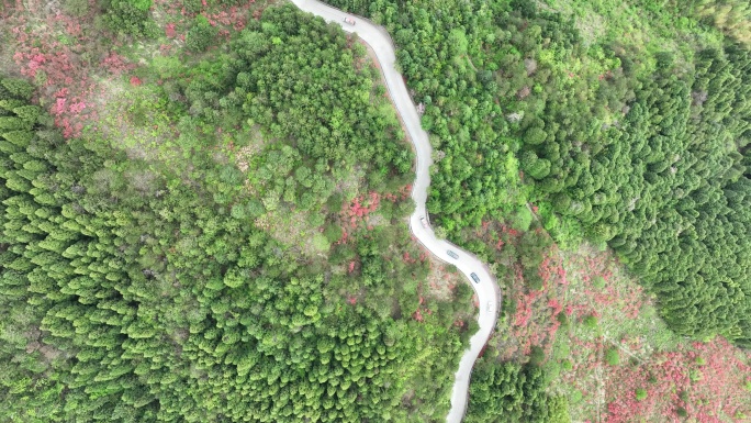 航拍浙江磐安高姥山杜鹃花海