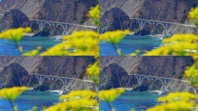 加州的大溪桥。美丽的黄花