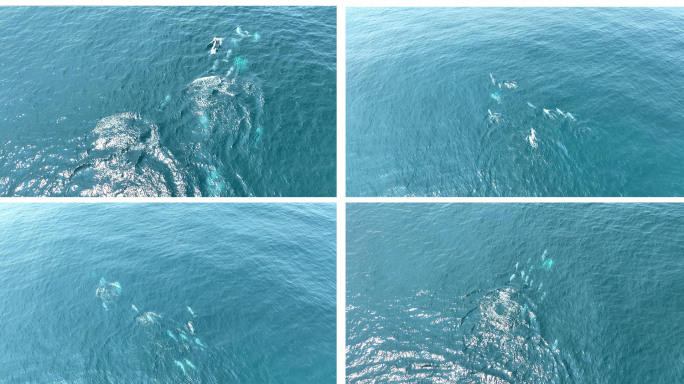 【4K】海洋中的海豚群