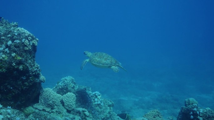 美丽的小海龟在海洋的水柱中游泳，消失在一块岩石后面。