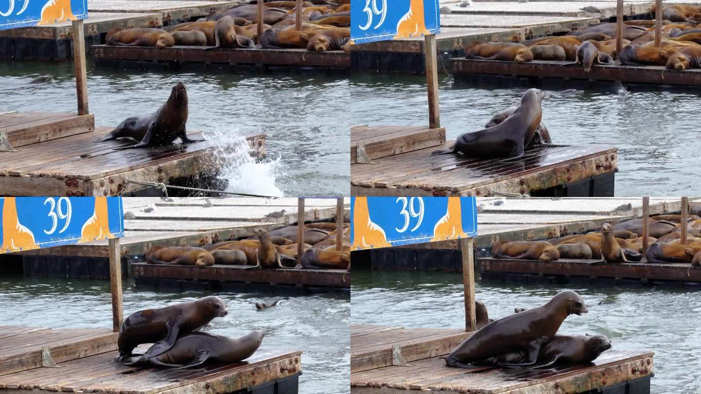 在著名的39号码头，海狮或海豹在阳光下休息