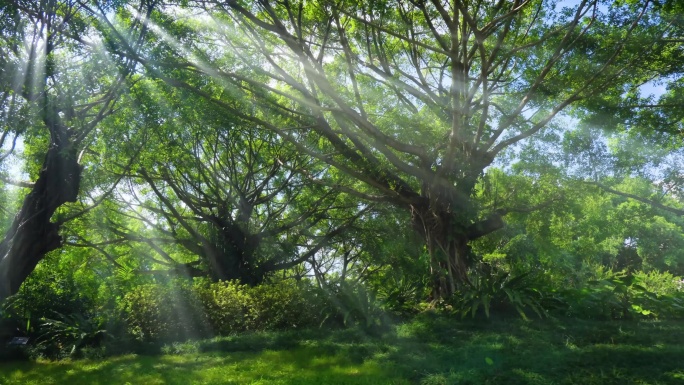 光线阳光穿过森林 树林 树荫 丁达尔效应