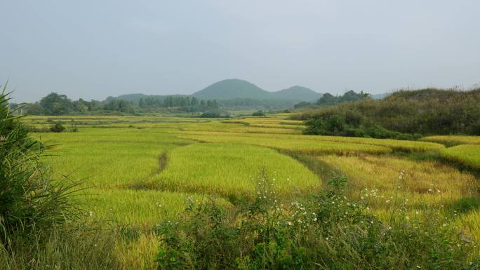 美丽的农田 水稻