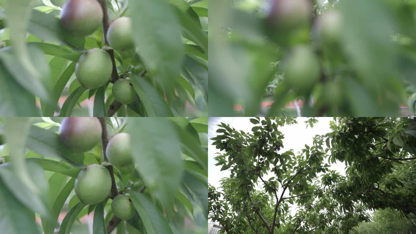 李子树莓果树