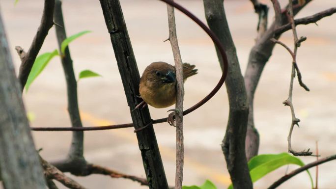 一只小鸟坐在树枝上寻找食物。