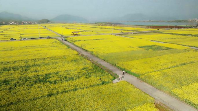 杭州新桐乡包家淇村油菜花4k