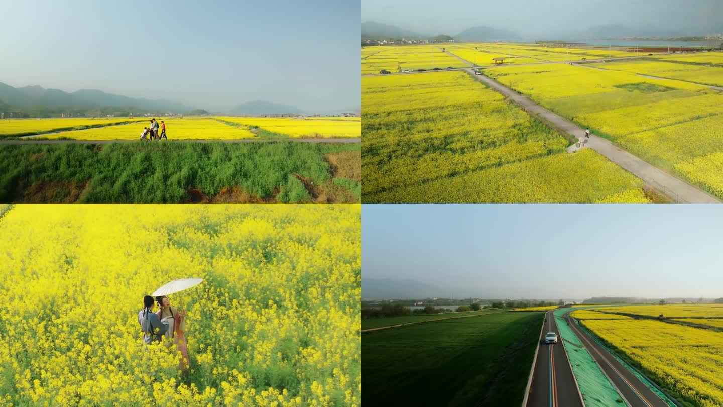 杭州新桐乡包家淇村油菜花4k