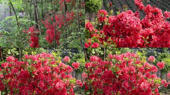 杜鹃花 艳山红 花