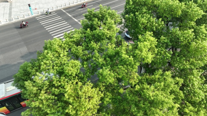 绿树下公路车辆汽车行驶俯拍交通车流