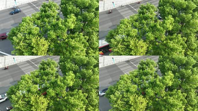 绿树下公路车辆汽车行驶俯拍交通车流