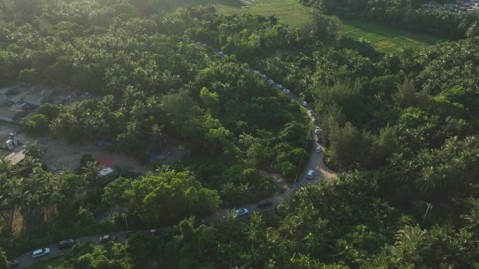 海南文昌龙楼镇椰子林地堵车