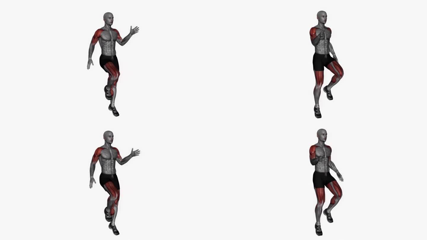 高膝盖健身运动锻炼动画男性肌肉突出演示4K分辨率60 fps