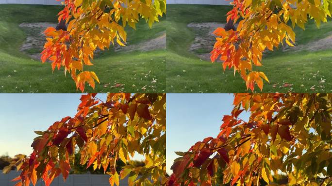 秋天的红叶逆光通透的近摄镜头