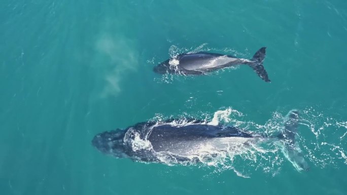母座头鲸和幼座头鲸
