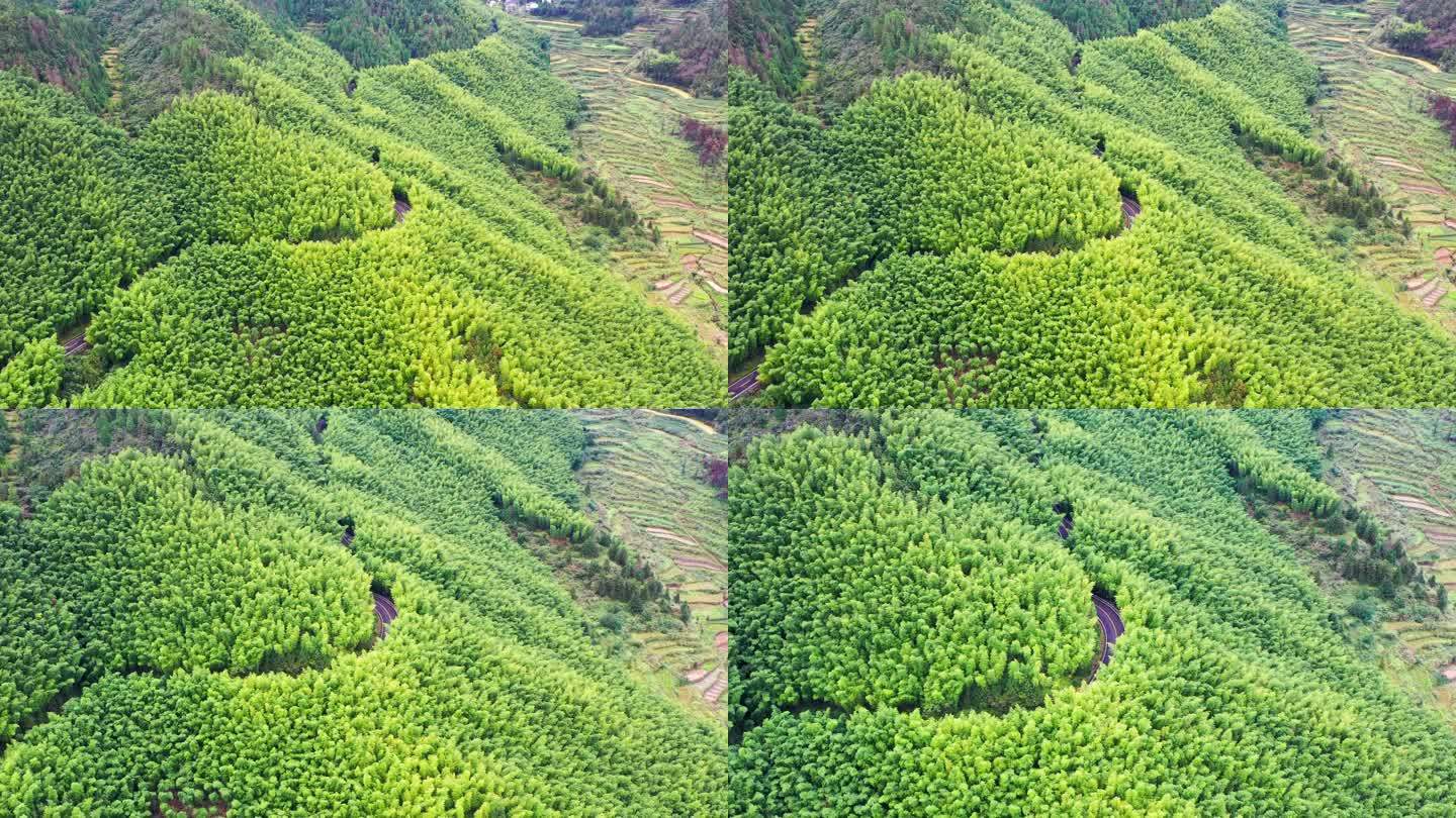 浙江黄岩西部山区，富山乡，竹林航拍