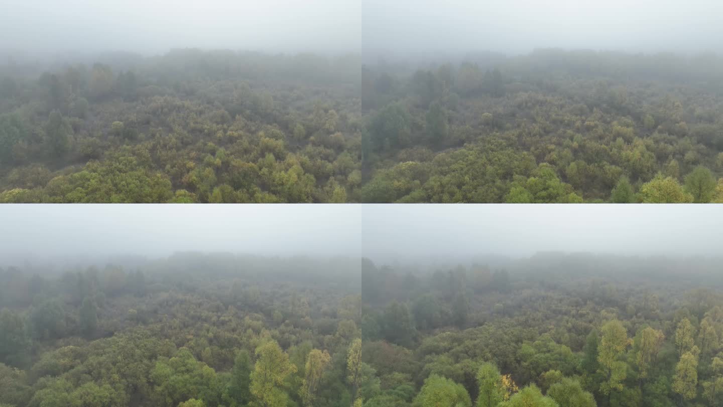 航拍寒温带秋季森林迷雾