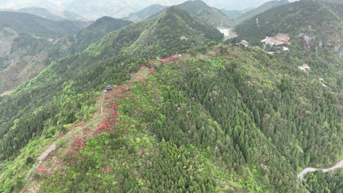 航拍浙江磐安高姥山杜鹃花海