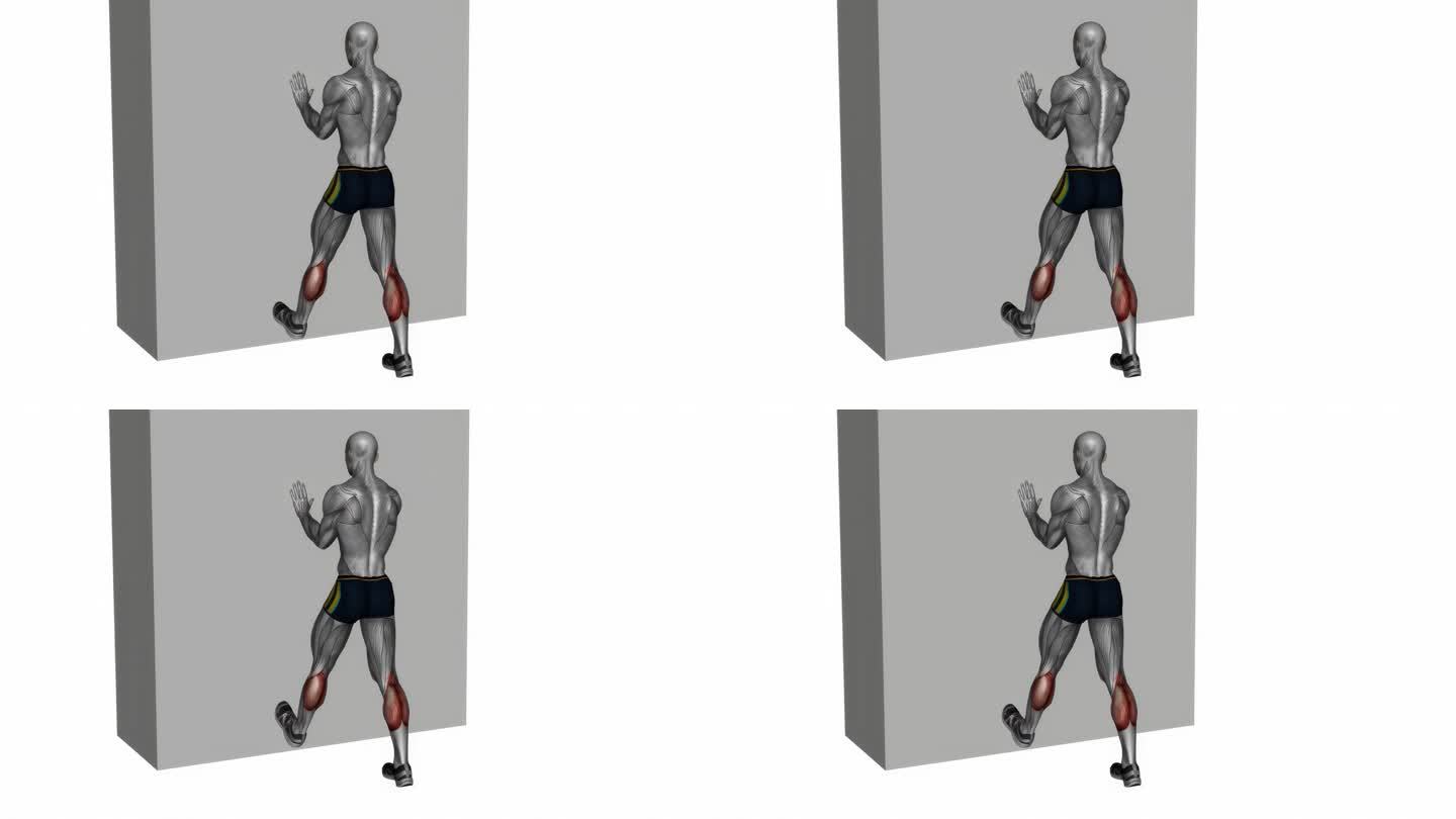 小腿推伸展与手对墙健身运动锻炼动画男性肌肉突出演示4K分辨率60 fps