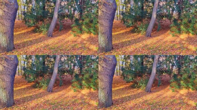 秋天的风景。树叶从树上掉到地上