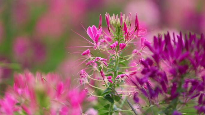 春暖花开醉蝶花