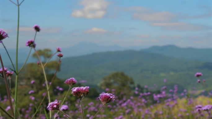 透过一片盛开的野花，可以看到令人叹为观止的山景