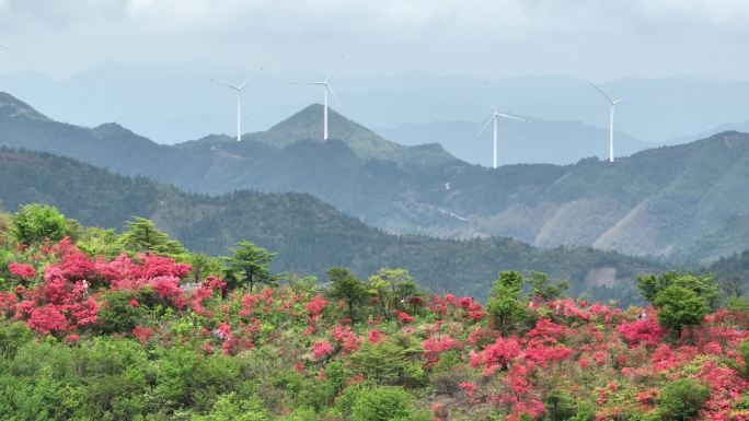 航拍浙江磐安高姥山杜鹃花海