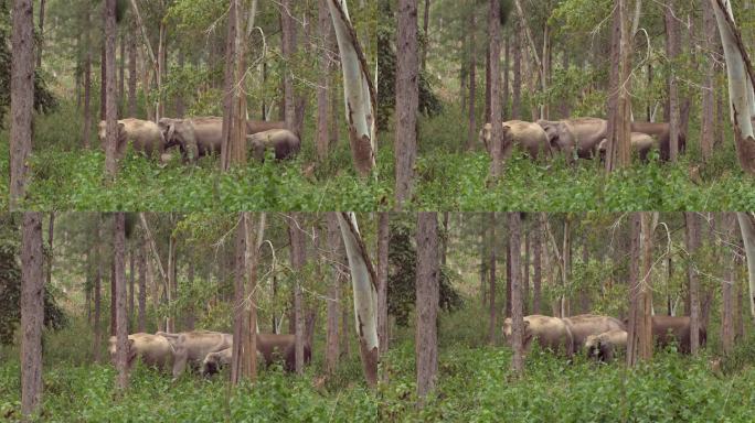 泰国自然公园的亚洲象家族