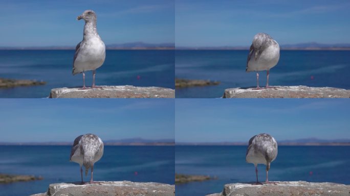 特写海鸥肖像的海洋看着相机
