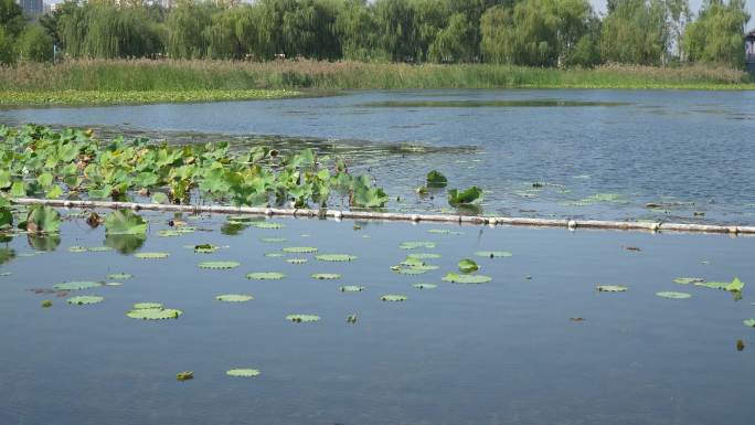 湖水生态环境1