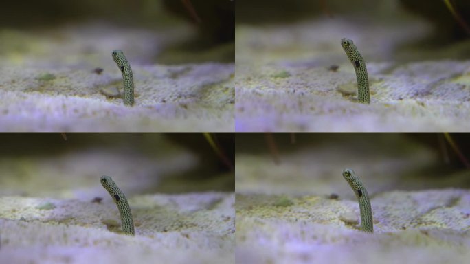 一条蚯蚓鳗鱼在地上