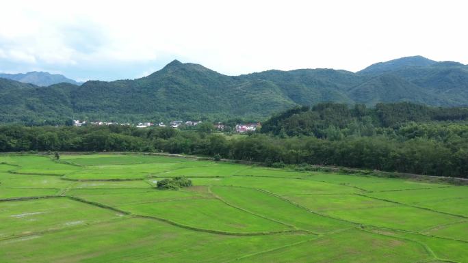 池州乡村产业振兴航拍