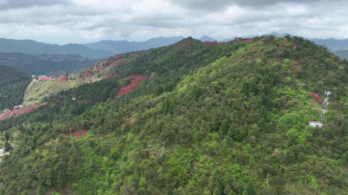 航拍浙江磐安高姥山杜鹃花海