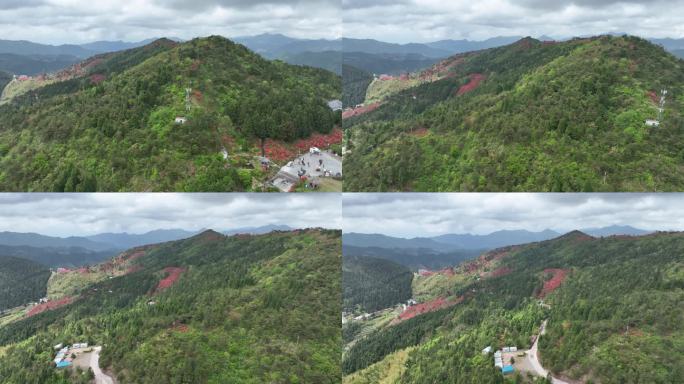 航拍浙江磐安高姥山杜鹃花海