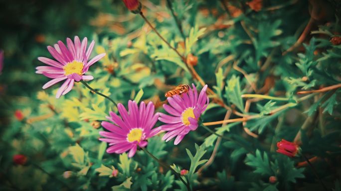 山间野花  蜜蜂采花蜜
