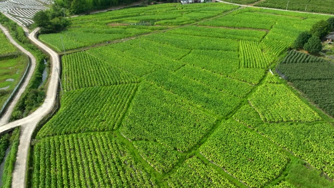 田野 村庄 航拍 3