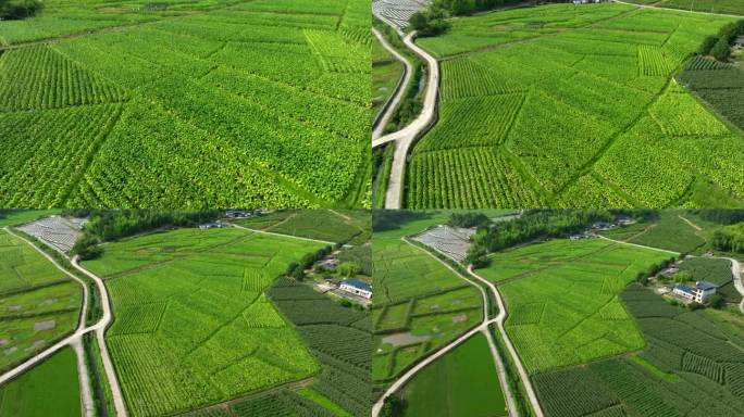 田野 村庄 航拍 3