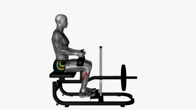 坐姿小腿机健身运动锻炼动画男性肌肉突出演示4K分辨率60 fps