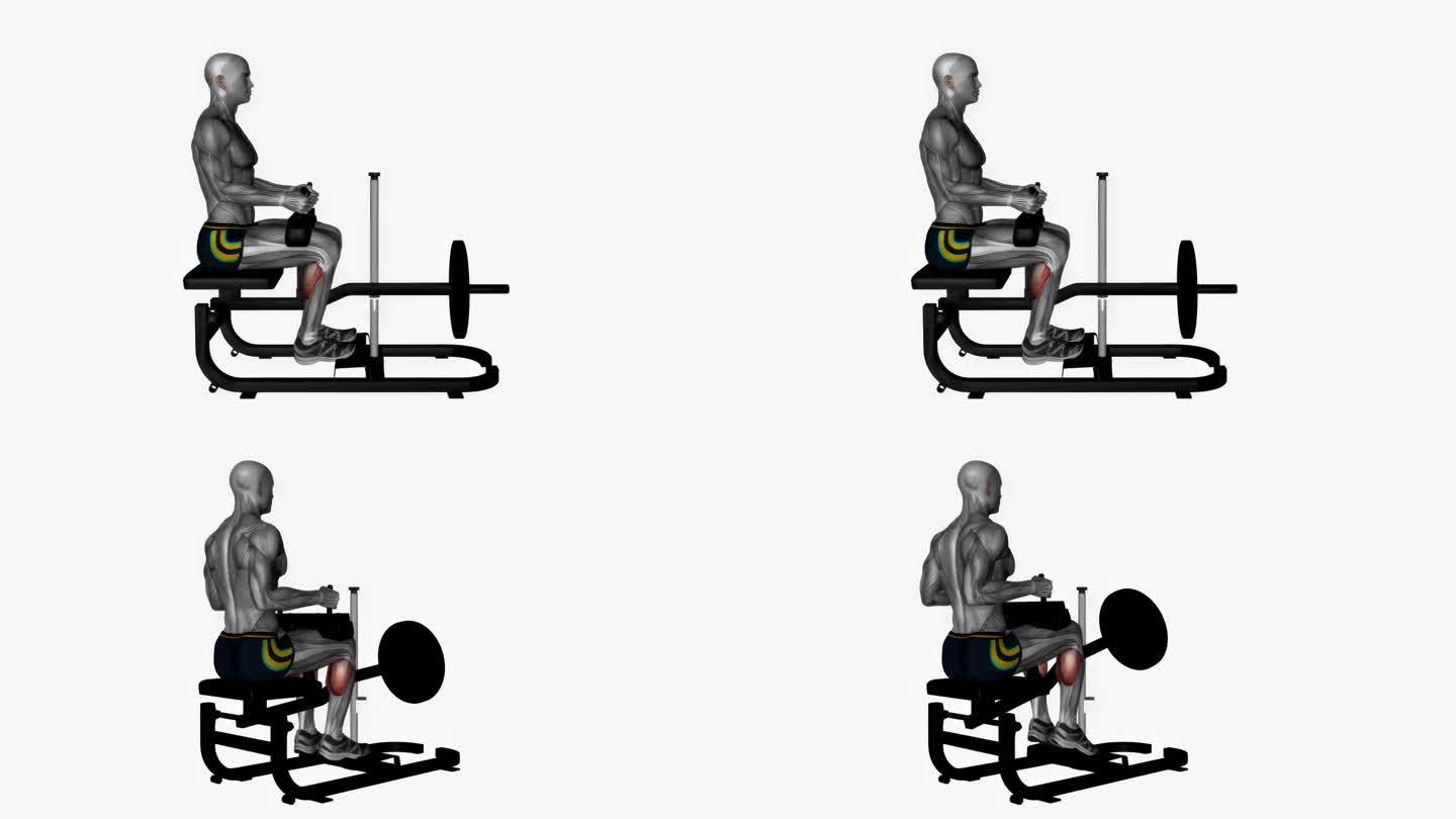 坐姿小腿机健身运动锻炼动画男性肌肉突出演示4K分辨率60 fps