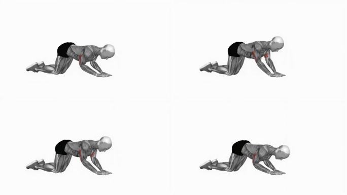 体重跪三头肌伸展健身运动锻炼动画男性肌肉突出演示4K分辨率60 fps