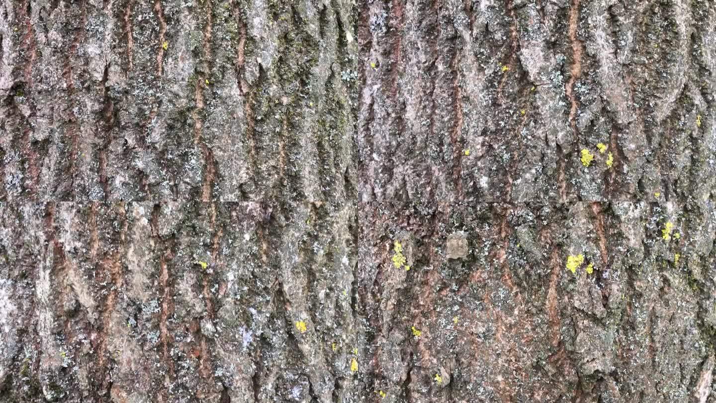 雪中常见的灰树干/树皮