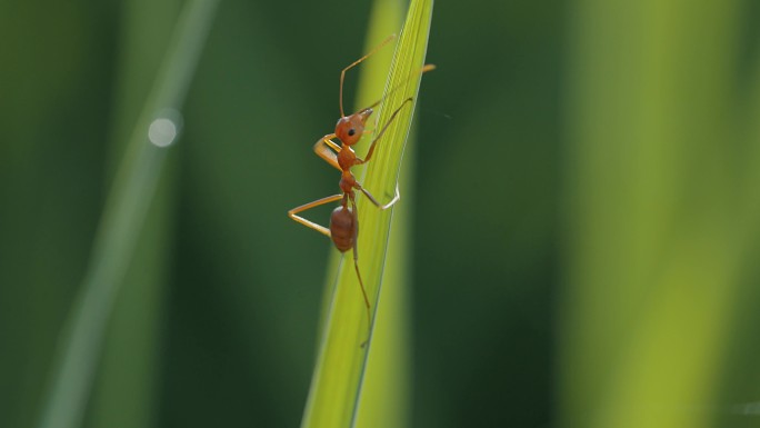 蚂蚁爬上水稻