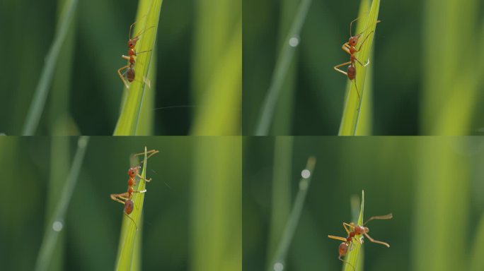蚂蚁爬上水稻