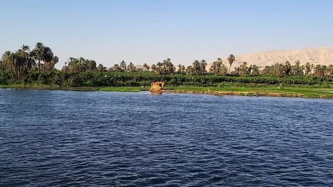在尼罗河的一个小岛上。尼罗河岸边的植被和飞翔的鸟儿。鸟瞰图。埃及。