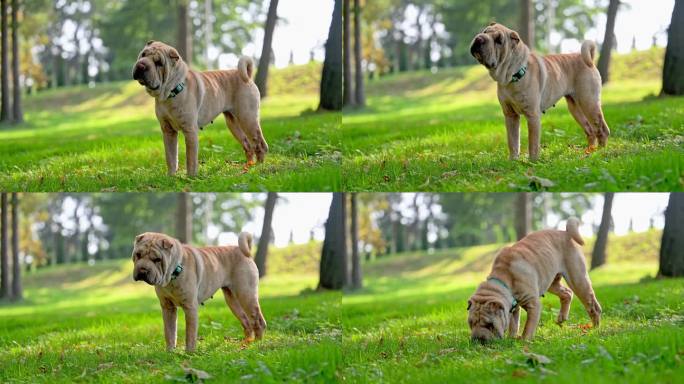 棕色的沙佩纯种狗在草地上散步