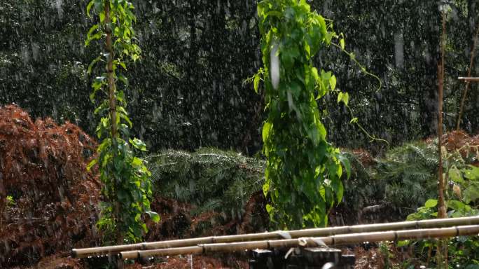 紫薯藤藤蔓植物农家院落暴雨袭来