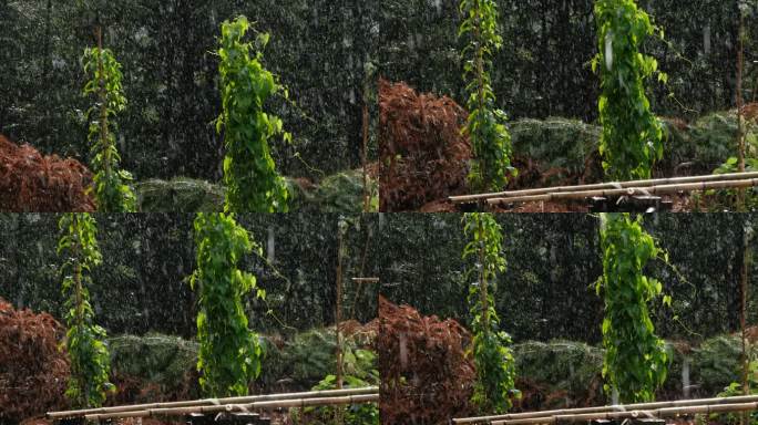 紫薯藤藤蔓植物农家院落暴雨袭来